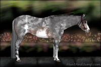 Horse Color:White Spotted Brown Roan Frame 