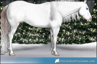 Horse Color:Chocolate Brown Ice Sabino Splash Appaloosa Rabicano