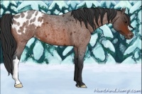 Horse Color:Bay Roan Appaloosa 