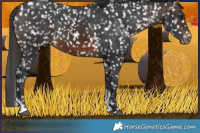 Horse Color:Brown Tobiano Snowflake Varnish