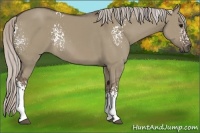Horse Color:White Spotted Silver Grullo 