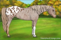 Horse Color:Chestnut Appaloosa Rabicano