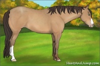 Horse Color:Amber Champagne 
