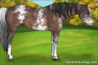 Horse Color:White Spotted Bay 