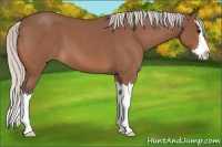 Horse Color:Silver Bay Roan Splash