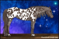 Horse Color:Liver Chestnut Appaloosa 