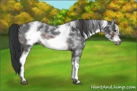 Horse Color:White Spotted Brown Roan Frame 