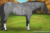 Horse Color:Blue Roan Rabicano
