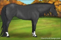 Horse Color:Blue Roan 