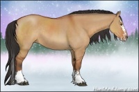 Horse Color:Bay Dun Sabino Splash Rabicano