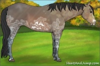 Horse Color:Bay Ice Frame
