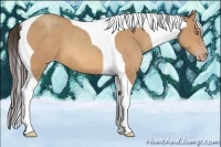 Horse Color:Amber Champagne Tobiano