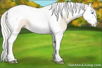 Horse Color:Cremello Splash Tobiano 