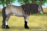 Horse Color:Buckskin Ice Onyx Sabino 