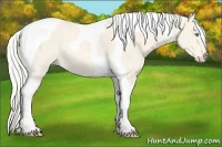 Horse Color:Cremello Tobiano Rabicano 