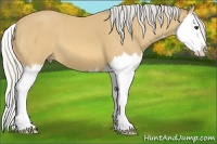 Horse Color:Silver Buckskin Splash 