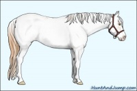 Horse Color:Bay Pearl Sabino Appaloosa