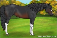 Horse Color:Brown 