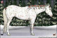 Horse Color:Chestnut Pearl Sabino Appaloosa 