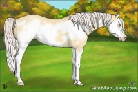 Horse Color:Silver Sable Champagne Dun Splash Frame 