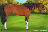 Horse Color:Brown 