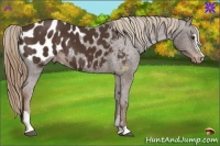 Horse Color:Liver Chestnut Sabino Appaloosa