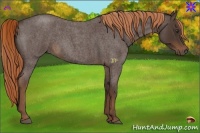 Horse Color:Liver Red Roan 