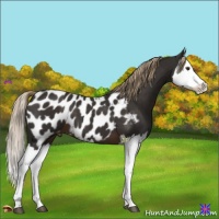 Horse Color:Liver Chestnut Splash Appaloosa 