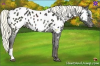 Horse Color:Liver Chestnut Appaloosa Rabicano 