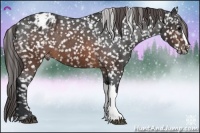 Horse Color:Brown Appaloosa 