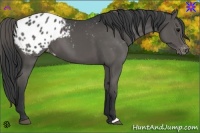 Horse Color:Black Appaloosa 