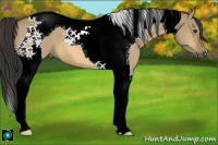 Horse Color:Buckskin Dun Tobiano