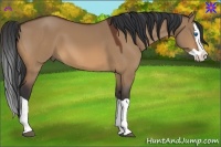 Horse Color:Bay Dun Splash 