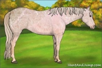 Horse Color:Palomino Ice 