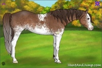 Horse Color:White Spotted Liver Chestnut Splash 