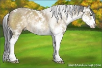 Horse Color:Bay Dun Sabino Splash 