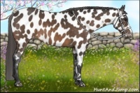 Horse Color:Buckskin Appaloosa