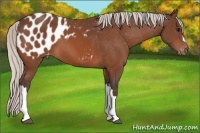 Horse Color:Silver Bay Appaloosa 