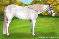 Horse Color:White Spotted Liver Red Dun Roan Splash Varnish 
