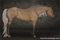 Horse Color:Silver Bay Dun