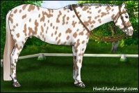 Horse Color:Buckskin Sabino Near Leopard 