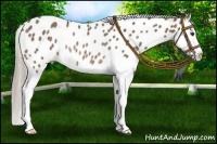 Horse Color:Chocolate Palomino Splash Near Leopard Rabicano 
