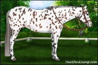 Horse Color:Bay Near Leopard 