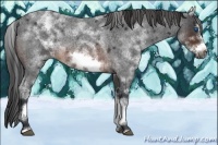 Horse Color:White Spotted Brown Roan Frame
