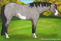 Horse Color:Grullo Roan Frame