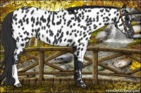 Horse Color:Black Near Leopard 