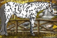 Horse Color:Black Near Leopard 