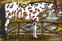 Horse Color:Bay Appaloosa