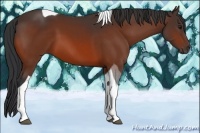 Horse Color:Bay Tobiano 