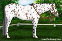 Horse Color:Bay Roan Frame Leopard 